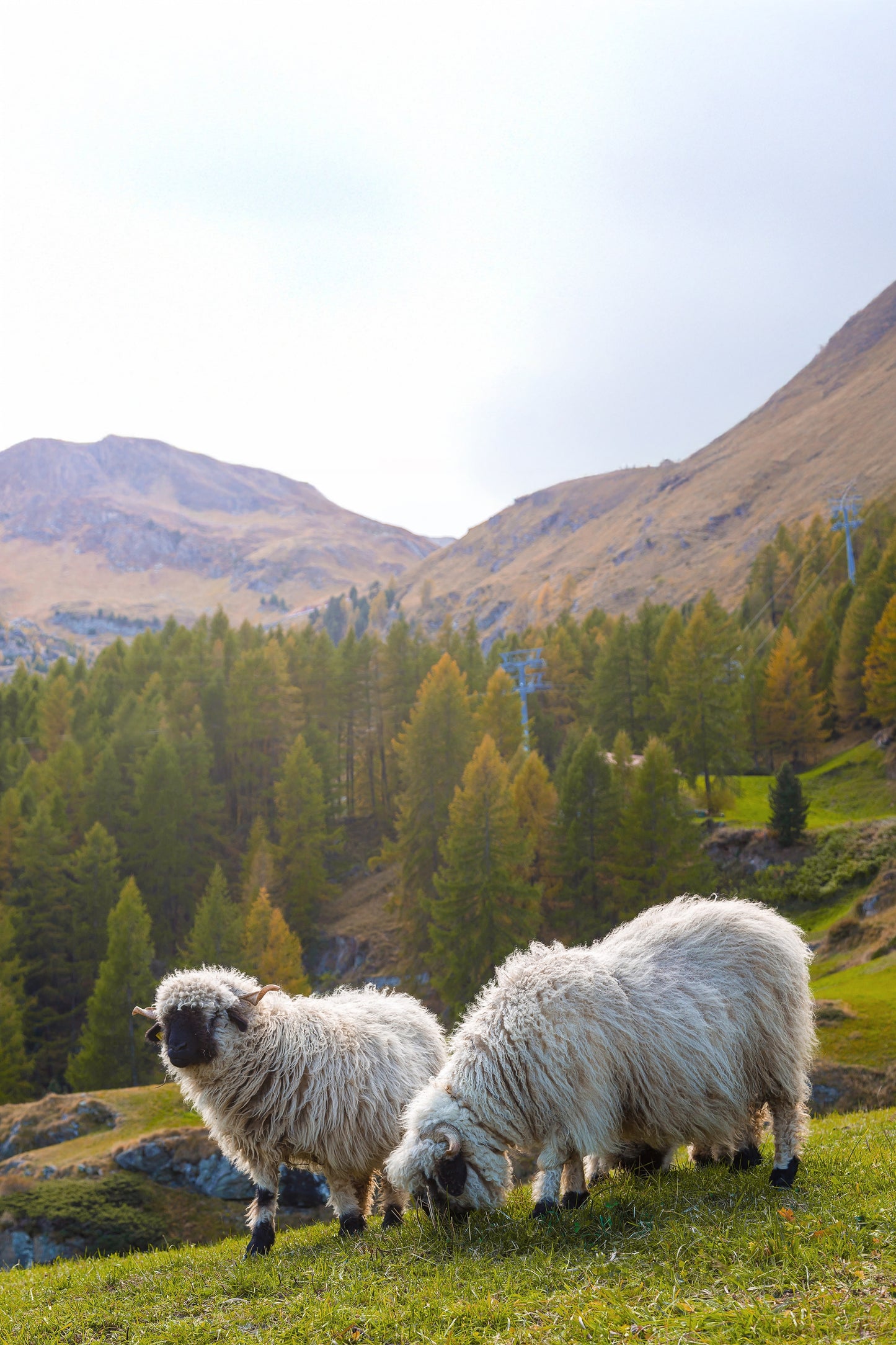 Frostschutz-Vlies 100% Schafwolle