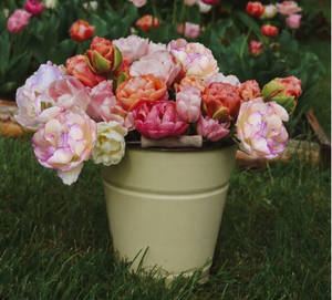 Tulpen- Mischungen