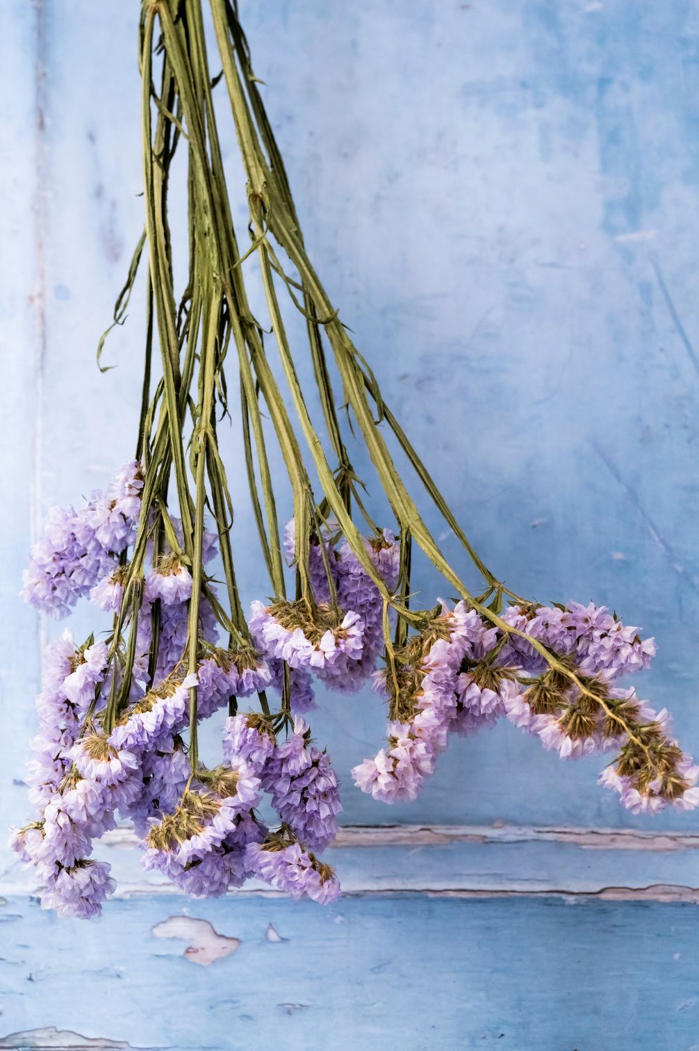 Lila Strandflieder als Trockenblume