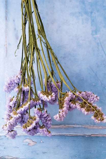 Lila Strandflieder als Trockenblume