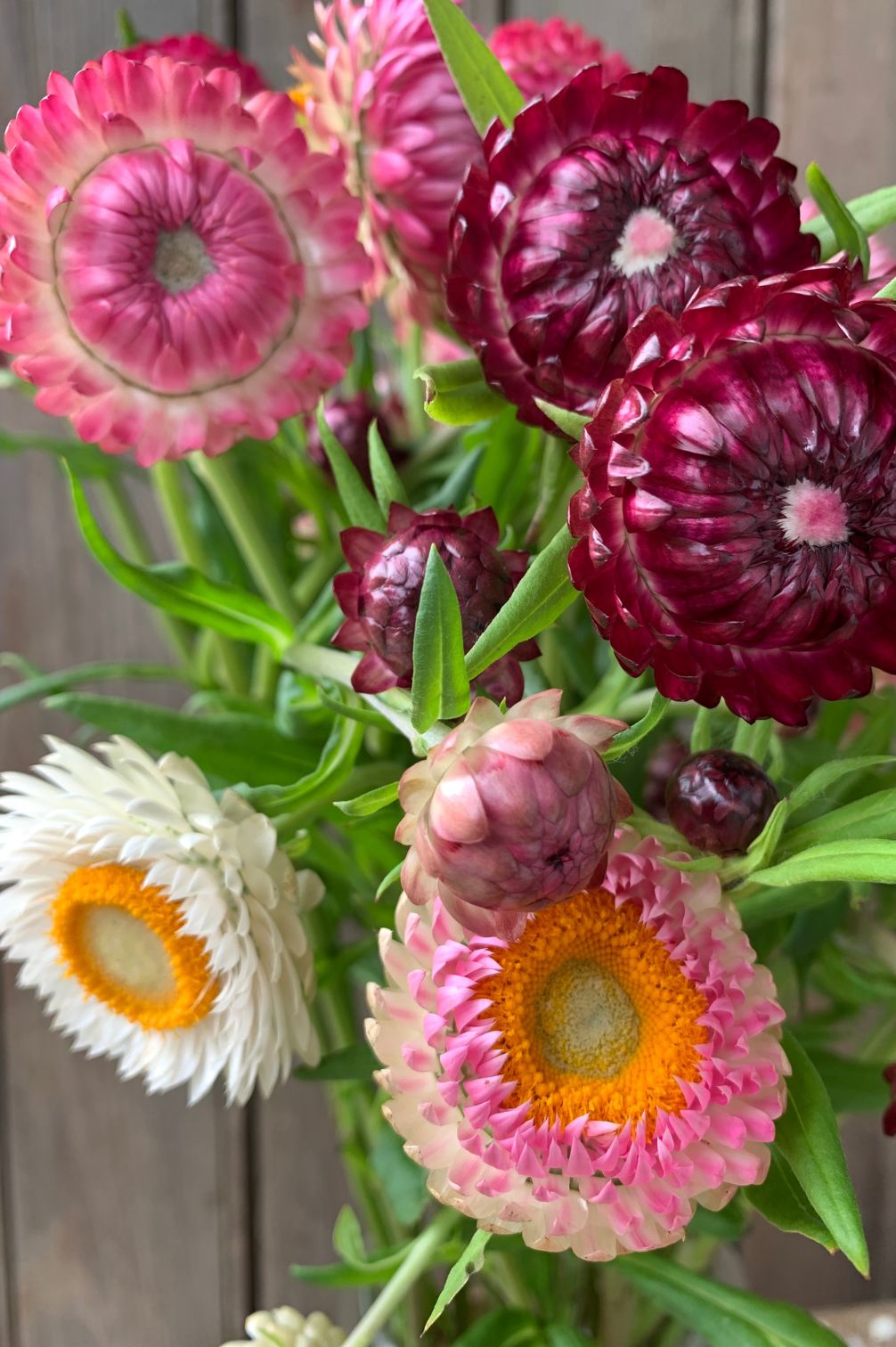 Strohblumen Strauss in lila, rosa und weiss
