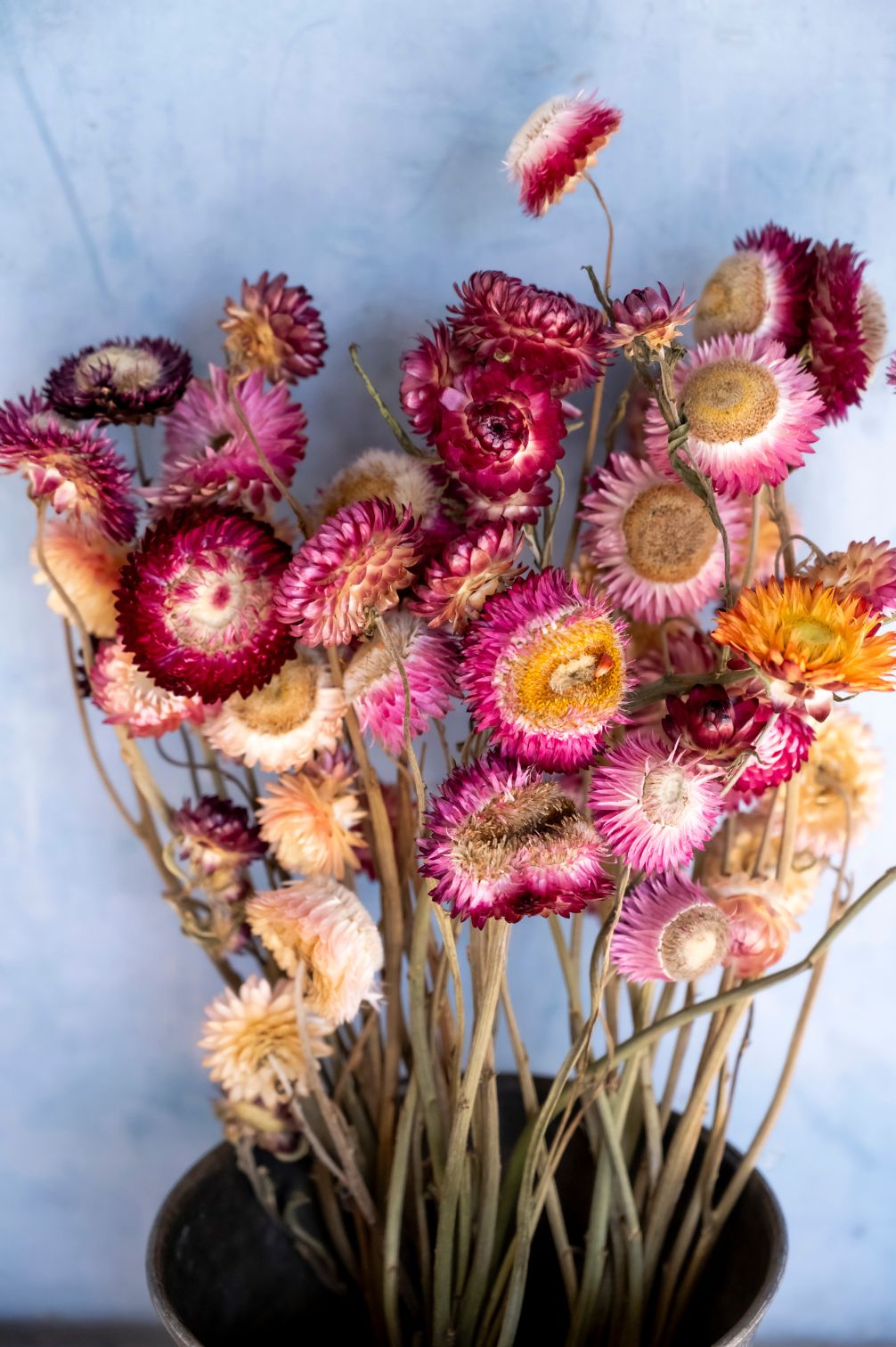 Bunte Strohblumen als getrockneter Strauss