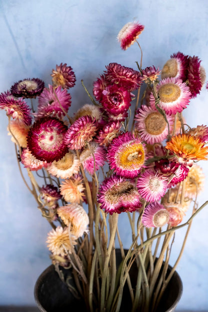 Bunte Strohblumen als getrockneter Strauss