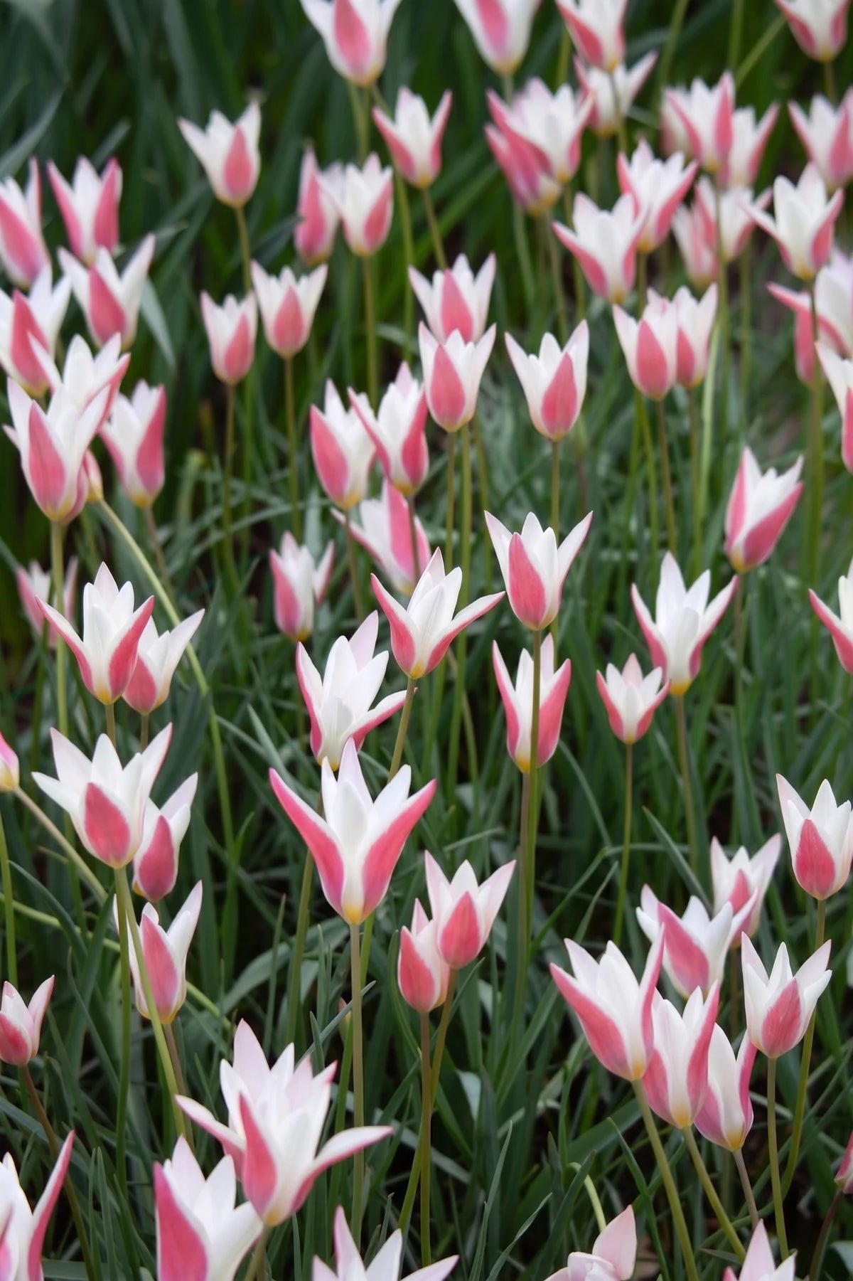 Tulpe Lady Jane – 10 Zwiebeln