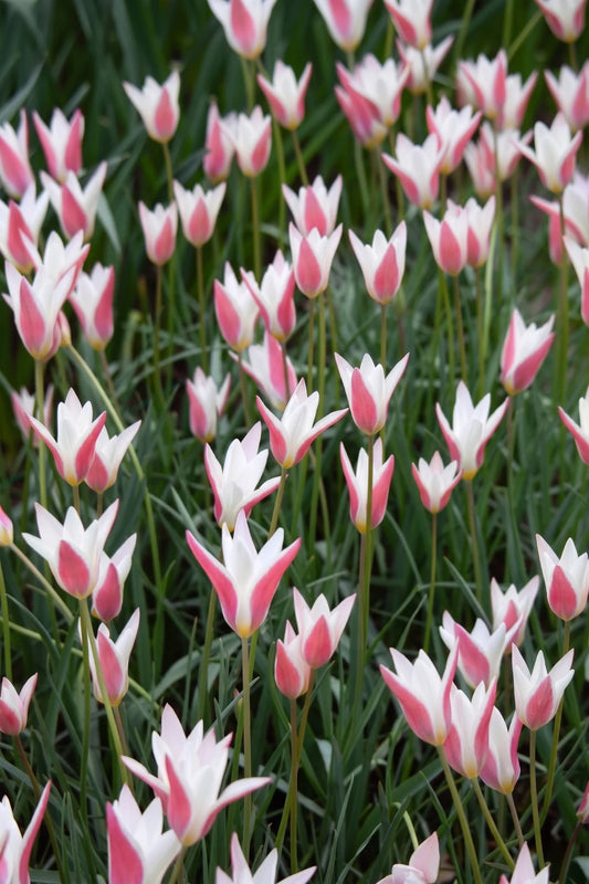 Tulpe Lady Jane – 10 Zwiebeln