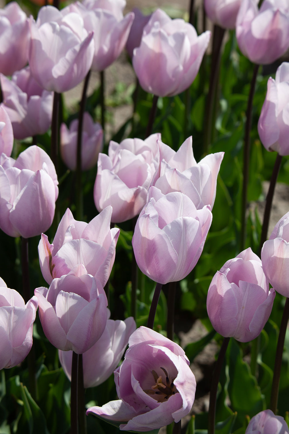 Tulpe "Silver Cloud" – 10 Zwiebeln