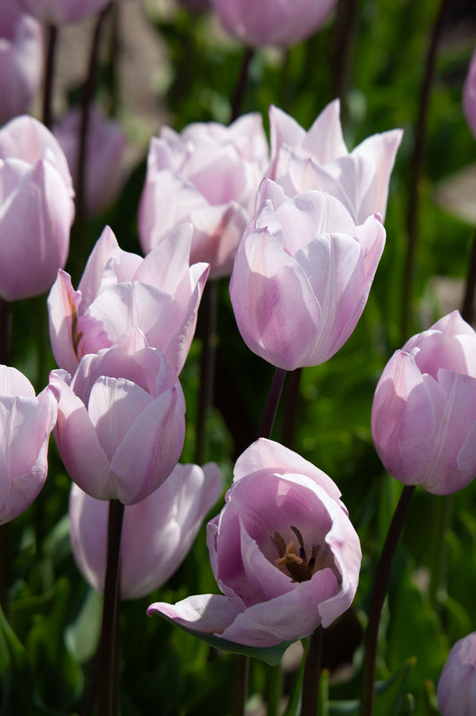 Tulpe "Silver Cloud" – 10 Zwiebeln