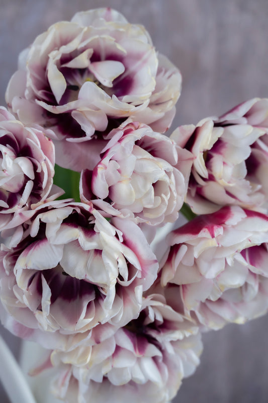 Tulpe Pistache