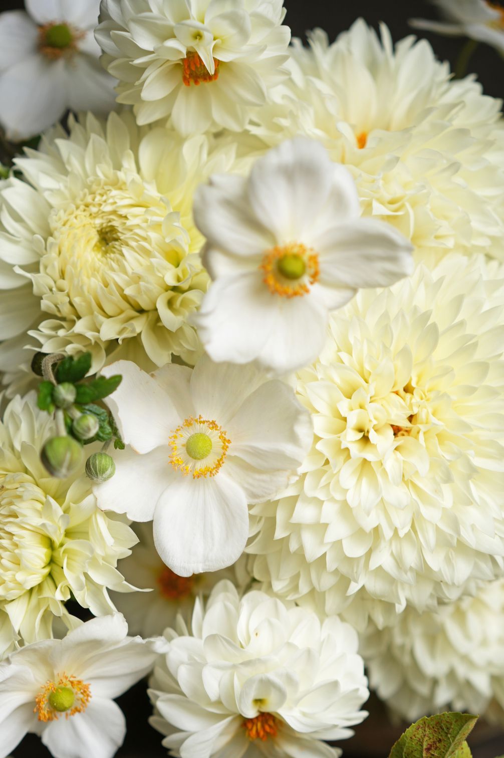 Dahlie Gitt’s Attention – große, dicht gefüllte cremeweiße Blüte.