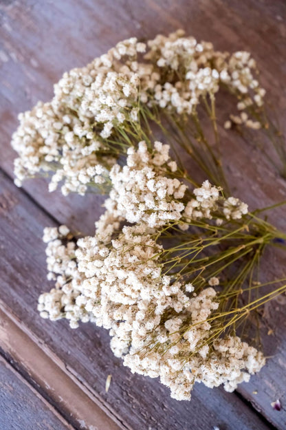 Weisses Schleierkraut als Trockenblume