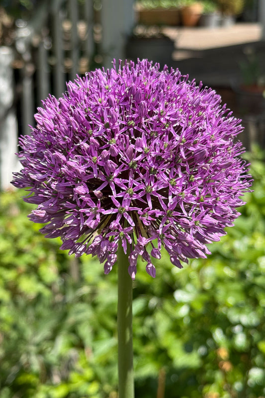 Allium Gladiator – 5 Zwiebeln