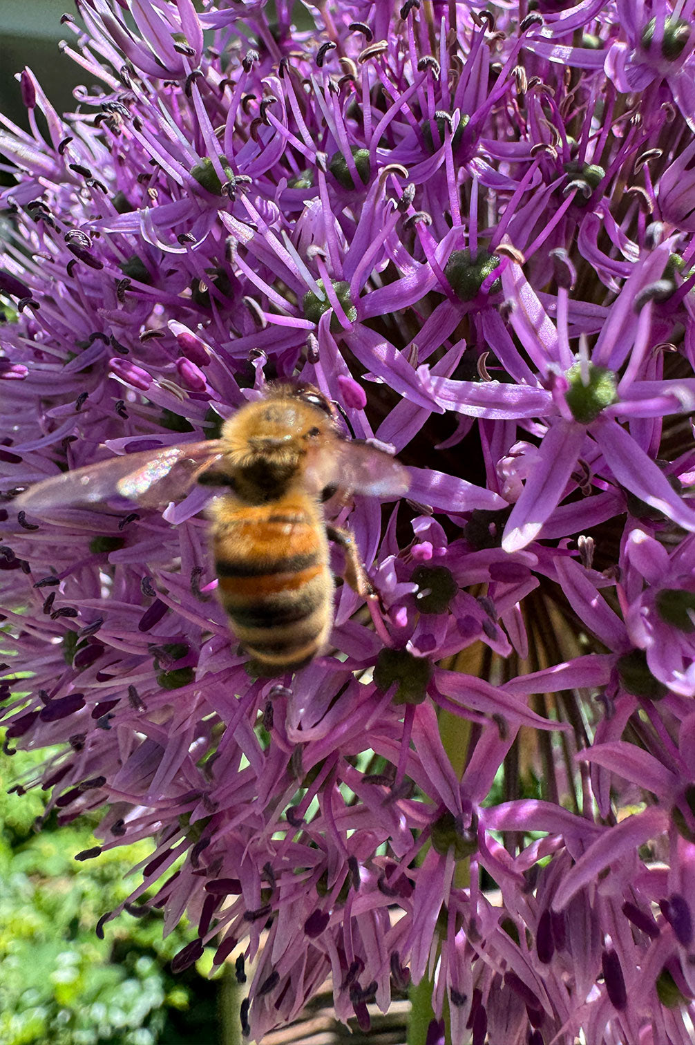 Allium Gladiator – 5 Zwiebeln