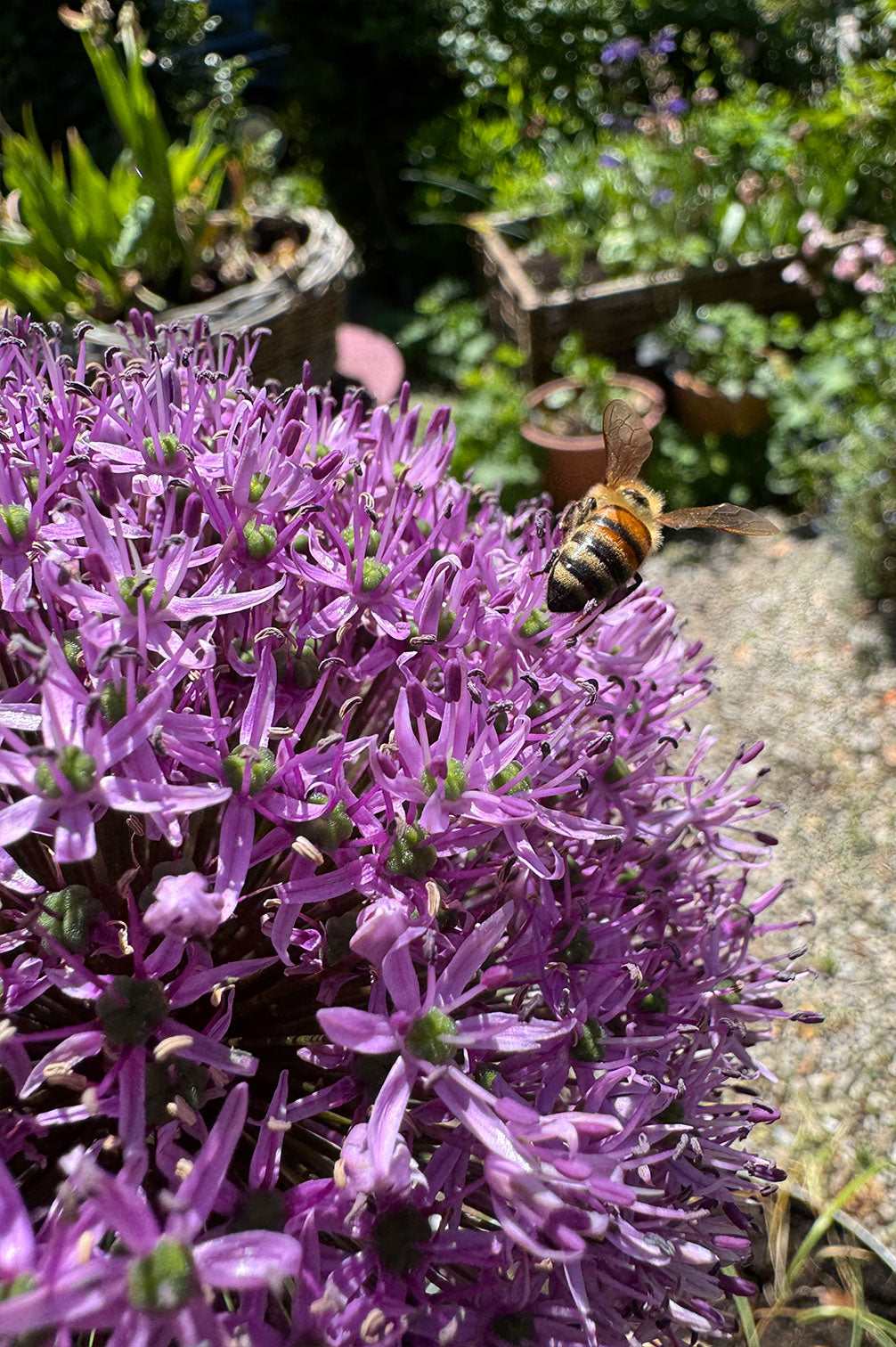 Allium Gladiator – 5 Zwiebeln