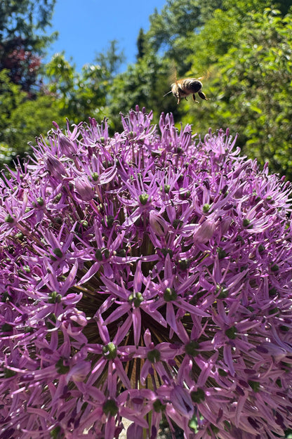 Allium Gladiator – 5 Zwiebeln