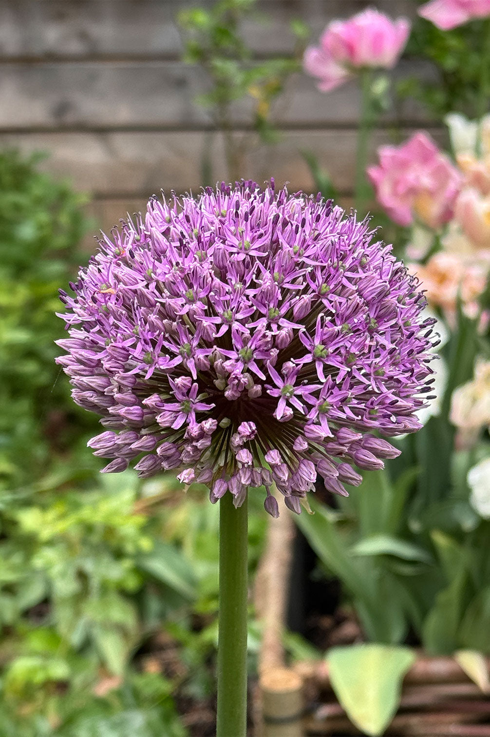 Allium Gladiator – 5 Zwiebeln