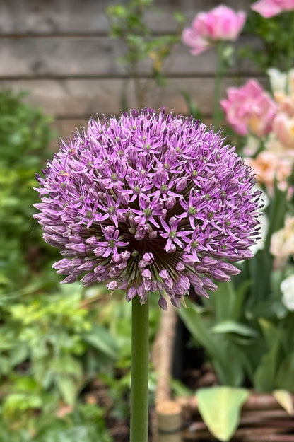 Allium Gladiator – 5 Zwiebeln
