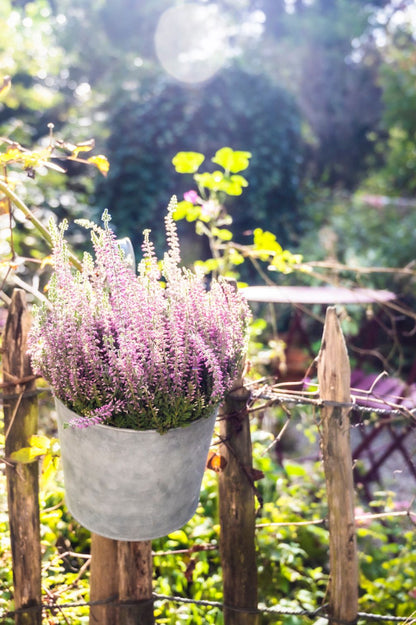 Altzink Topf mit Henkel bepflanzt mit rosa Heide an Holzzaun im Garten.