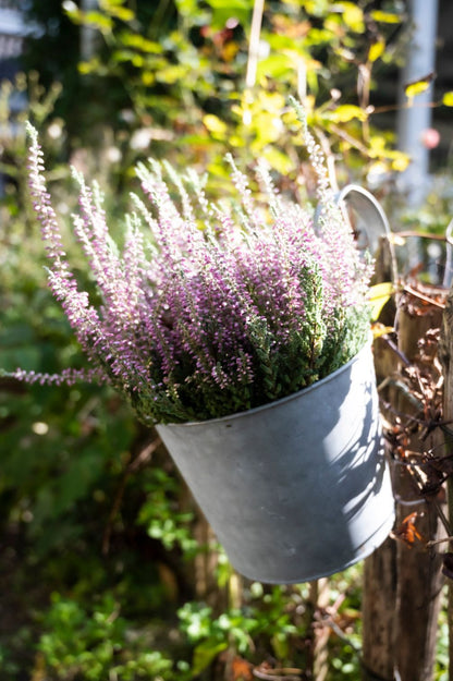 Altzink Topf mit Henkel und rosa Heide, dekorativ an Zaun aufgehängt.