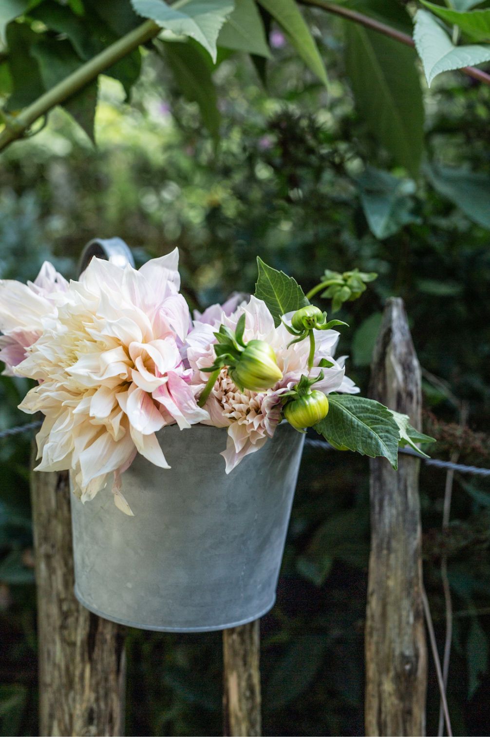 Altzink Topf mit Henkel als Vase für Dahlien und Schnittblumen im Garten.