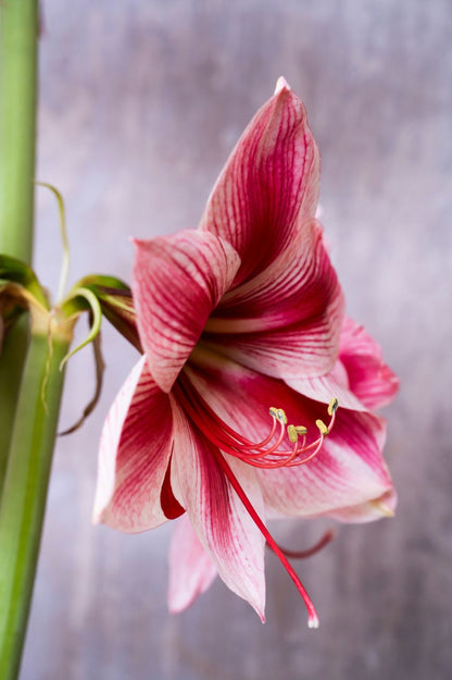 Amaryllis „Gervase“ mit großer rosa-weiß gestreifter Blüte und kräftig roter Zeichnung.