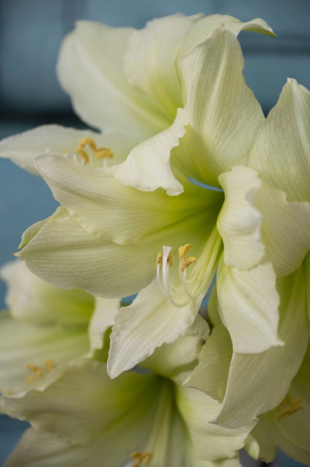 Amaryllis "Lemon Star" mit großen cremeweißen Blüten und frischgrünem Schlund in einer Vase.