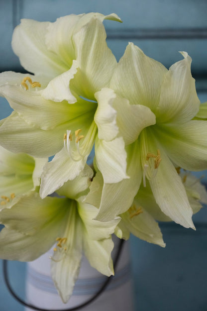 Cremeweiße Blüten der Amaryllis "Lemon Star" mit zart limettengrüner Mitte.