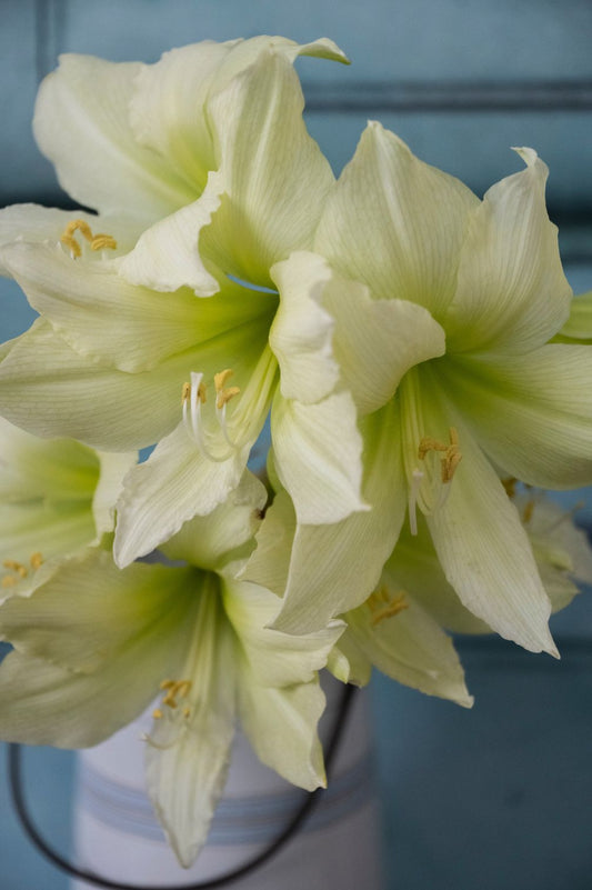 Cremeweiße Blüten der Amaryllis "Lemon Star" mit zart limettengrüner Mitte.