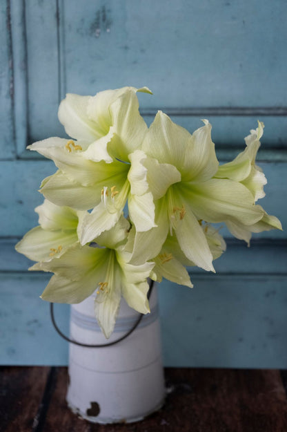 Nahaufnahme einer cremeweißen Amaryllis "Lemon Star" mit limettengrünem Blütenschlund.