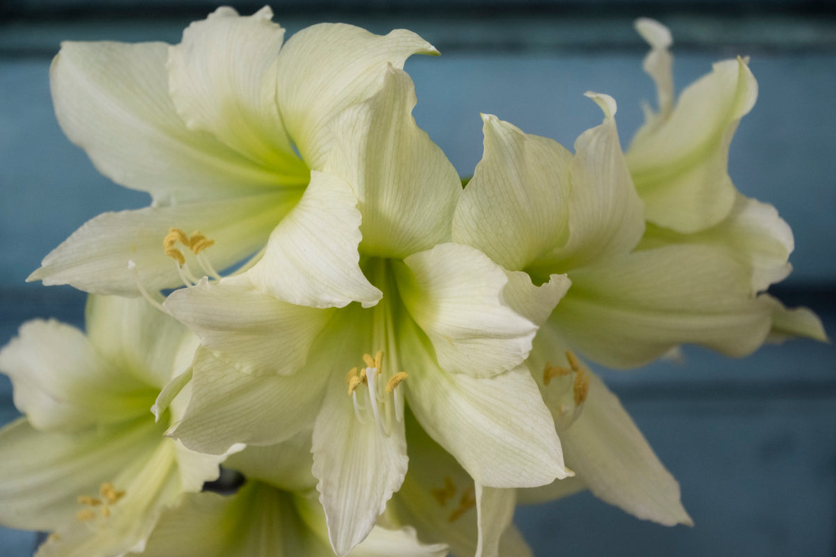 Große cremeweiße Blüten der Amaryllis "Lemon Star" mit grünlicher Mitte.