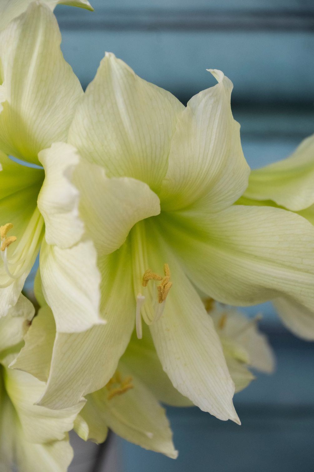 Detail der Amaryllis "Lemon Star" mit cremeweißen Blütenblättern und leuchtend limettengrünem Schlund.