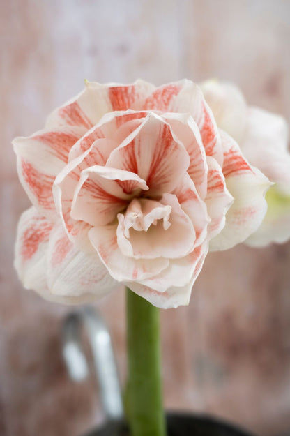 Amaryllis "Nymph" mit großer gefüllter cremeweißer Blüte und feinen lachsroten Streifen.