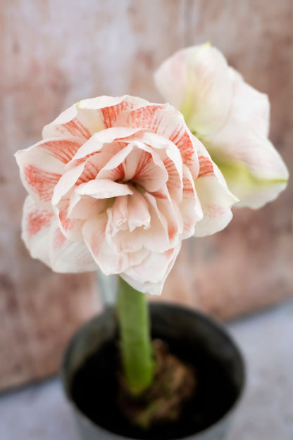 Gefüllte Blüte der Amaryllis "Nymph" in Cremeweiß mit lachsroter Zeichnung.