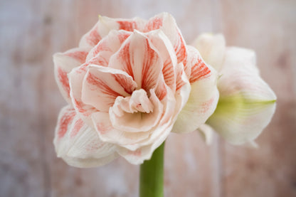 Gefüllte Blüte Amaryllis "Nymph" in Cremeweiß mit lachsroter Zeichnung.