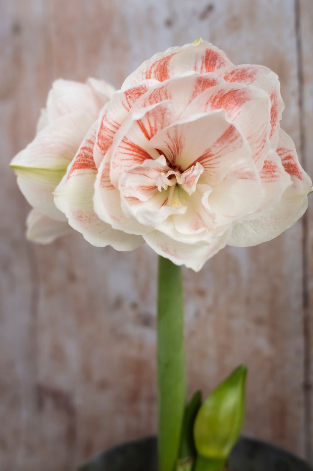 Nahaufnahme der üppig gefüllten Amaryllis "Nymph" mit cremeweißen und lachsrot gestreiften Blütenblättern.
