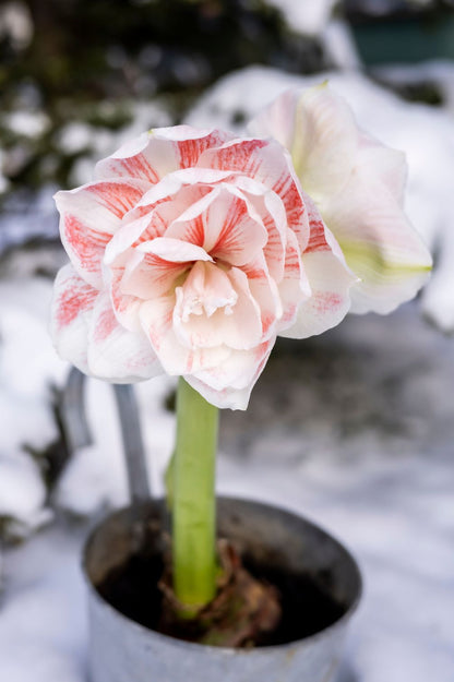 Blühende Amaryllis "Nymph" im Topf mit gefüllten cremeweißen und lachsrot gezeichneten Blüten.