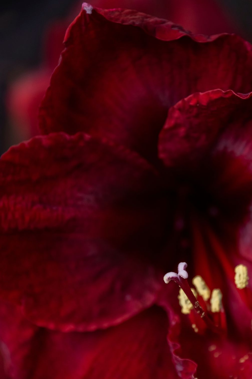 Nahaufnahme der tief dunkelroten Blüte von Amaryllis "Royal Velvet" mit samtigen Blütenblättern.