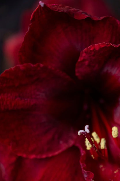 Nahaufnahme der tief dunkelroten Blüte von Amaryllis "Royal Velvet" mit samtigen Blütenblättern.