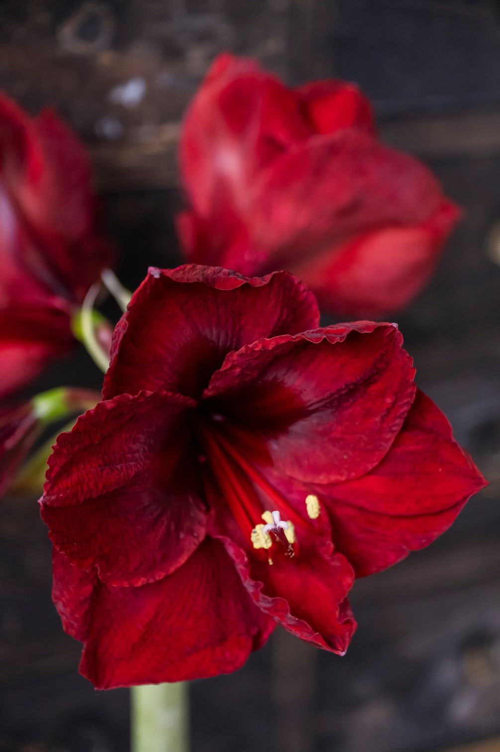 Große samtrote Blüte der Amaryllis "Royal Velvet" mit dunklem Blütenschlund.