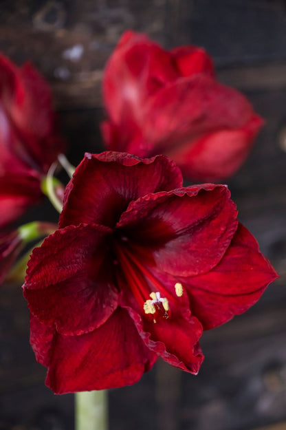 Große samtrote Blüte der Amaryllis "Royal Velvet" mit dunklem Blütenschlund.