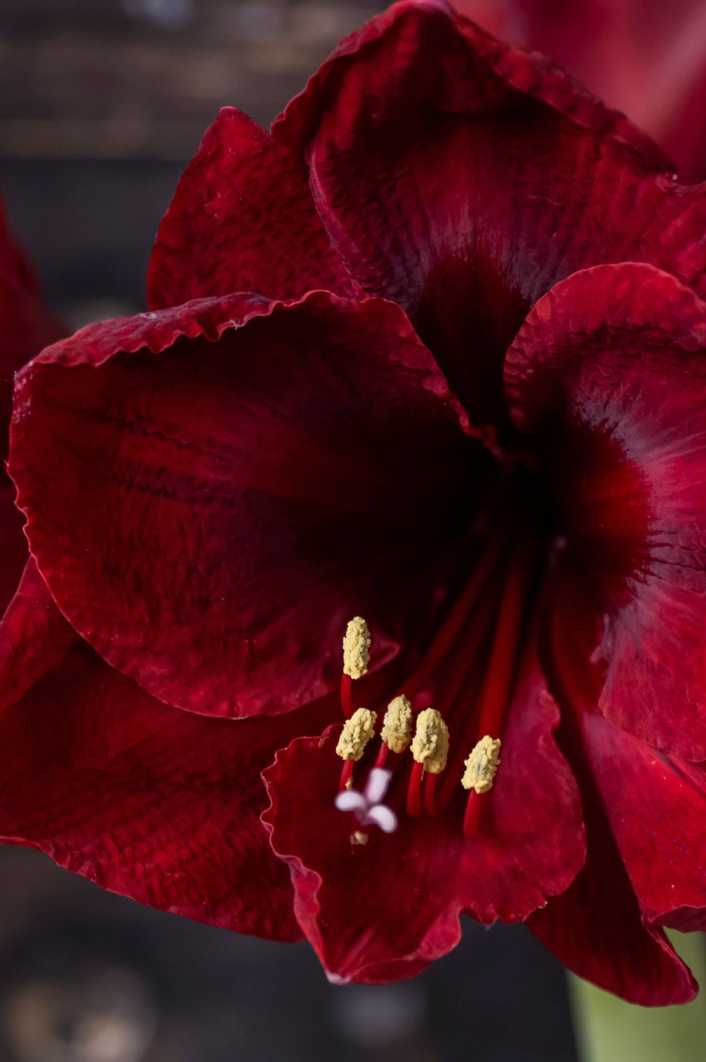 Amaryllis "Royal Velvet" mit großer samtig dunkelroter Blüte.