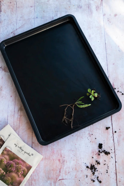 Untersetzer für Anzuchtschale aus Naturkautschuk mit jungem Sämling.