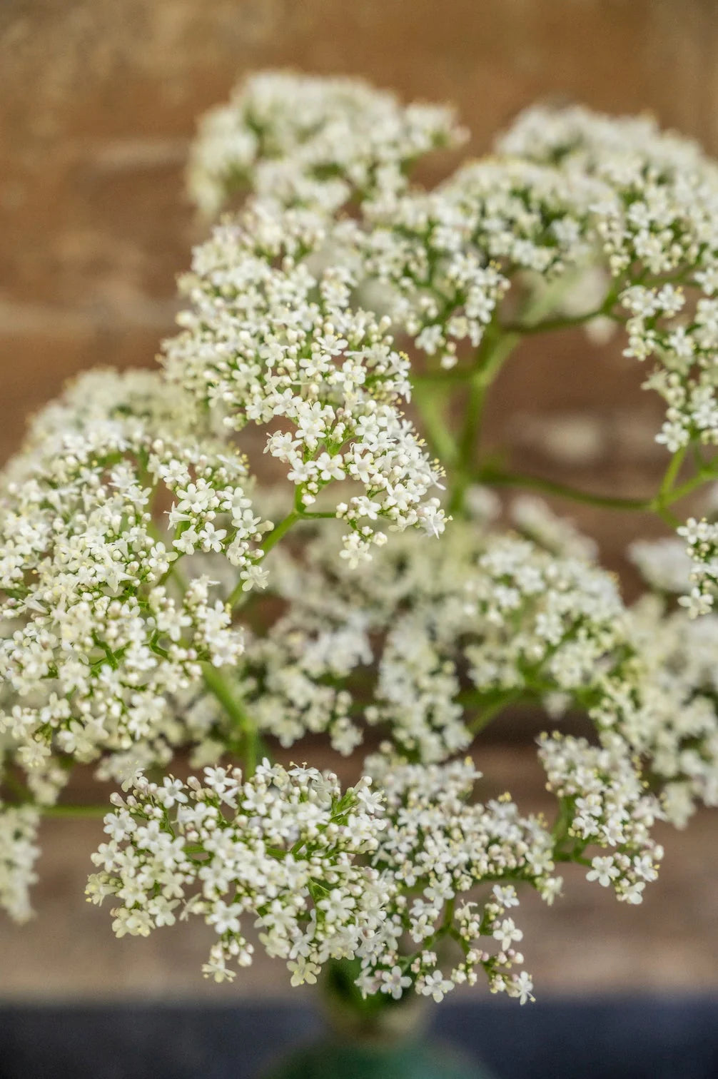 Heimische Wildblumen – 9 Packungen