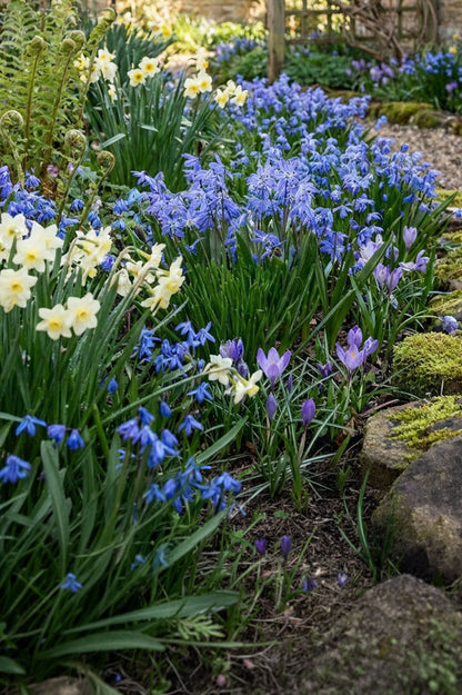 Blaustern (Scilla siberica) – 10 Zwiebeln
