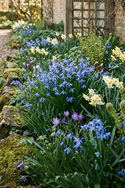 Blaustern (Scilla siberica) – 10 Zwiebeln