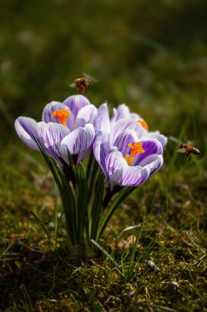 Kaiserkrone, Krokus & Co.