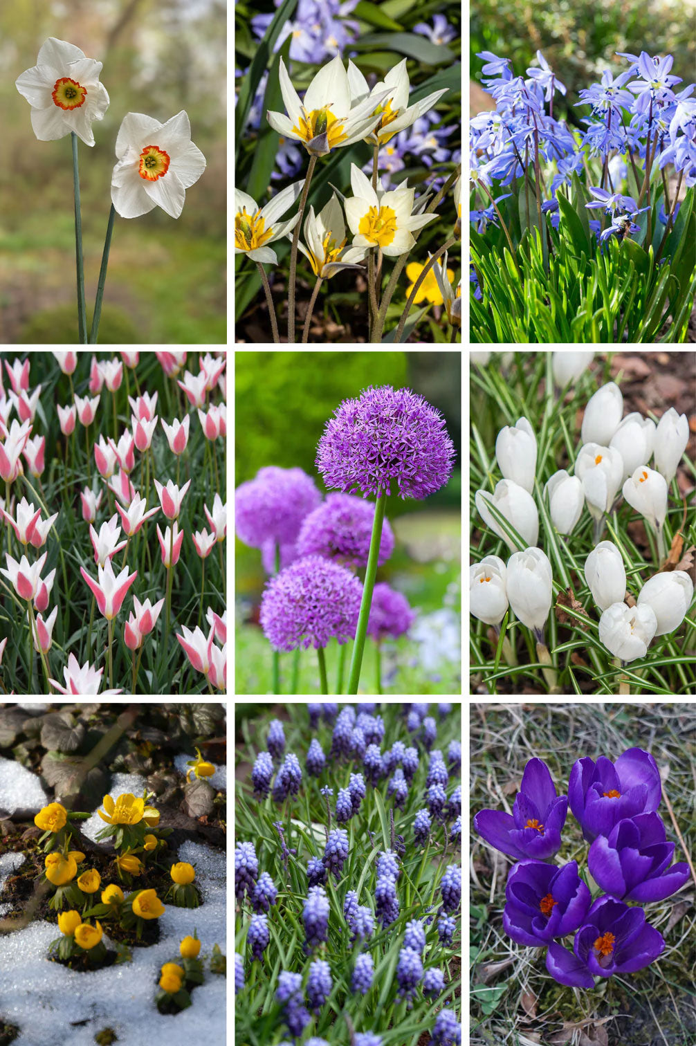 Futterglück für Biene & Co. | 150 Tage Blüten