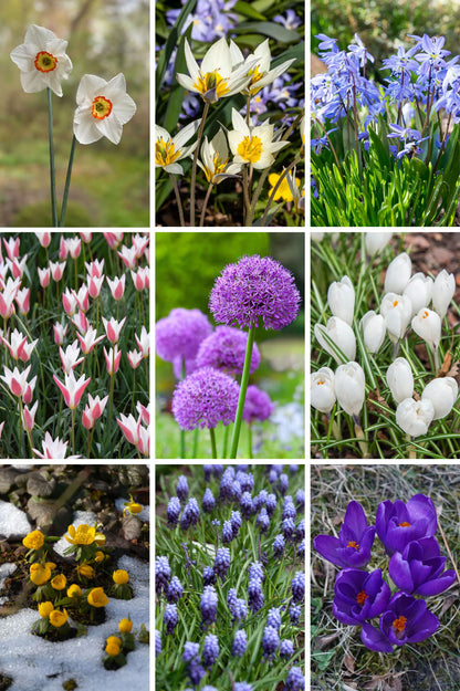 Futterglück für Biene & Co. | 150 Tage Blüten