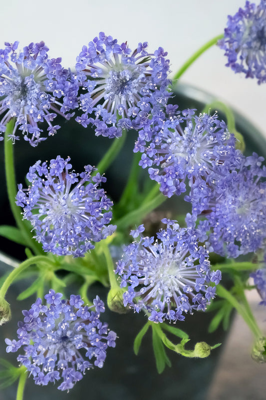 Blaudolde "Lavender Blue"