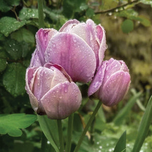 Tulpen