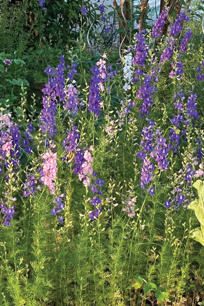 Üppig blühender Gartenrittersporn in Lila, Rosa & Weiß.